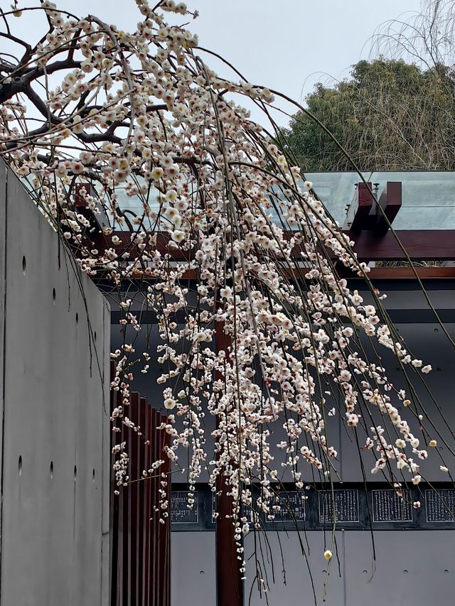 靜安雕塑公園探梅記