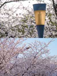 武漢賞櫻好去處‖武漢大學賞櫻最新攻略