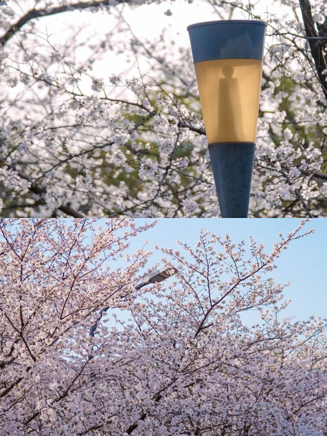 武漢賞櫻好去處‖武漢大學賞櫻最新攻略
