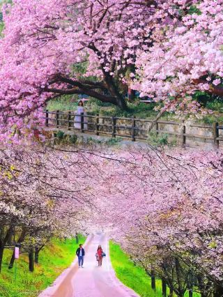 Called the most beautiful cherry blossom garden on the blue planet by foreign media.