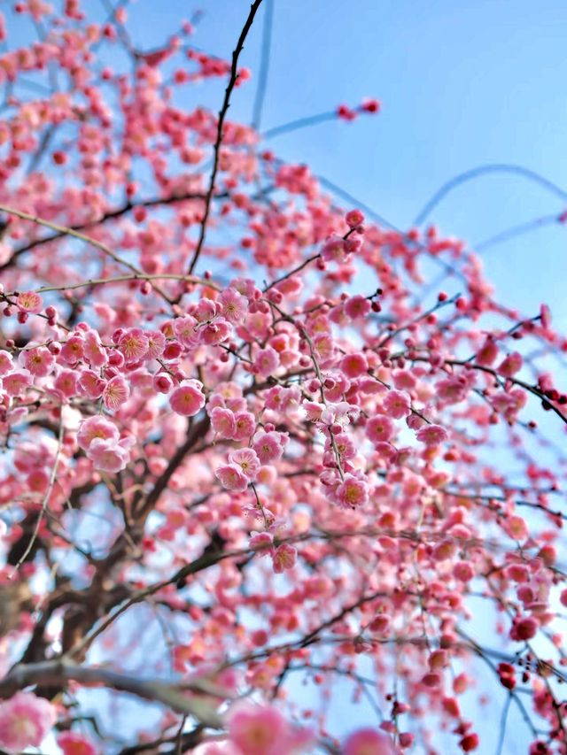 寧波市區就能賞龍梅！在日湖公園！快衝！