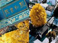 被譽為大理威尼斯，比大理更靜謐，人少景美