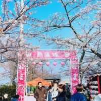 🌸熱海早櫻，春日夢幻出逃地🌸