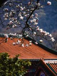 3月6日實拍絕美禪源寺玉蘭花開70%