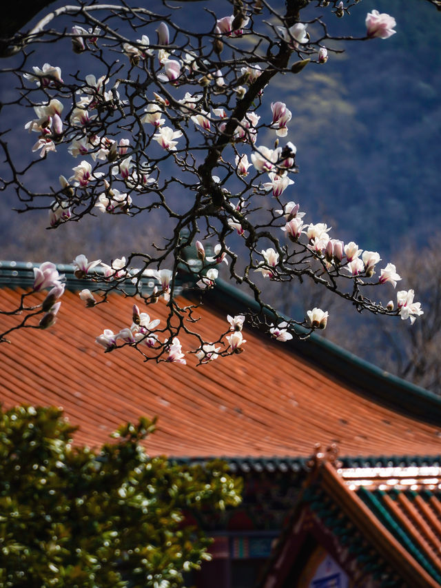 3月6日實拍絕美禪源寺玉蘭花開70%