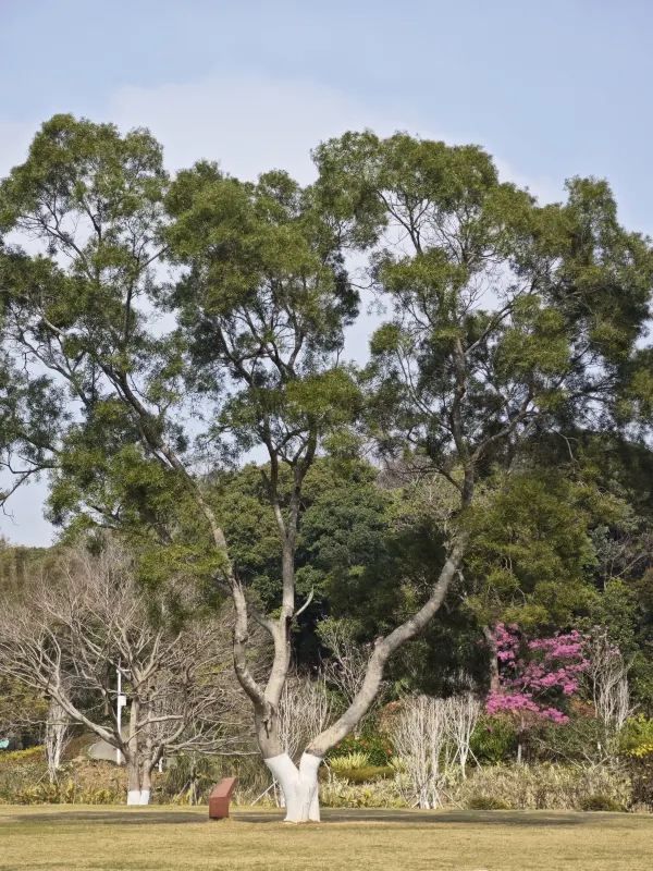 恩上濕地公園：期待與現實