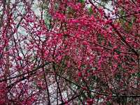 浣花溪•梅花