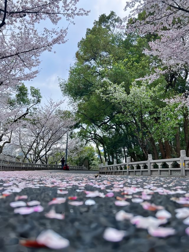 武漢櫻花實況 武漢櫻花實況