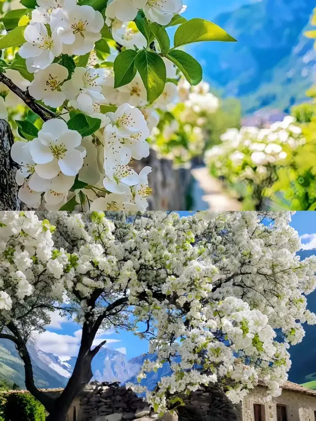 I bet you'll fall in love with Jinchuan pear blossoms from March to April!