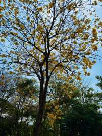 💖深圳香蜜公園，人間仙境