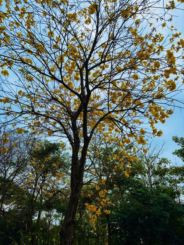 💖深圳香蜜公園，人間仙境