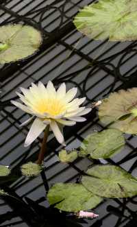 Kew Gardens Bloom Alert: Titan Arum and Monet's Water Lilies