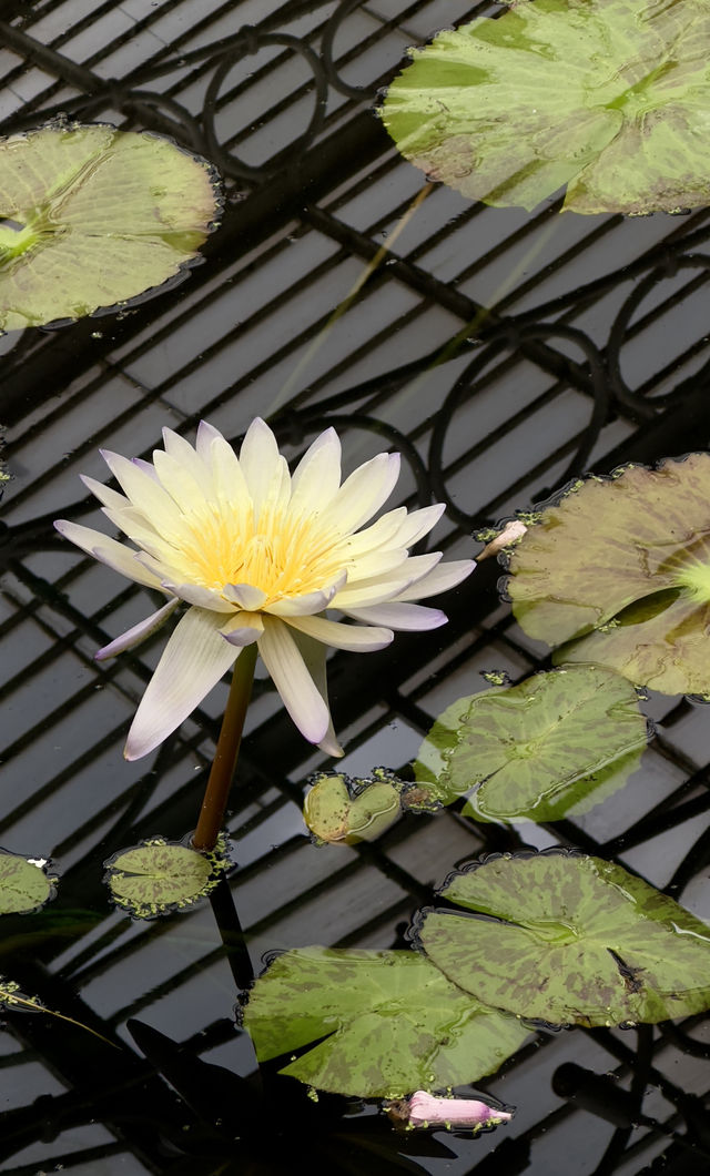 Kew Gardens Bloom Alert: Titan Arum and Monet's Water Lilies