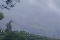 雨中上山探西湖茶園