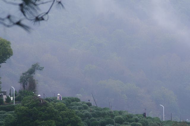 雨中上山探西湖茶園