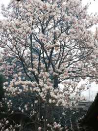成都這家寺廟藏著玉蘭花的春天