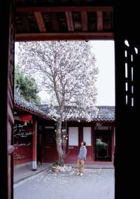 成都地鐵直達的小眾古寺，玉蘭花已經開爆了