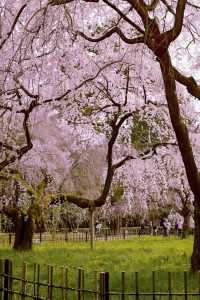 Kyoto and Nara: 4-Day Cherry Blossom Guide 🌸 Detailed Cherry Blossom and Deer Feeding Plan