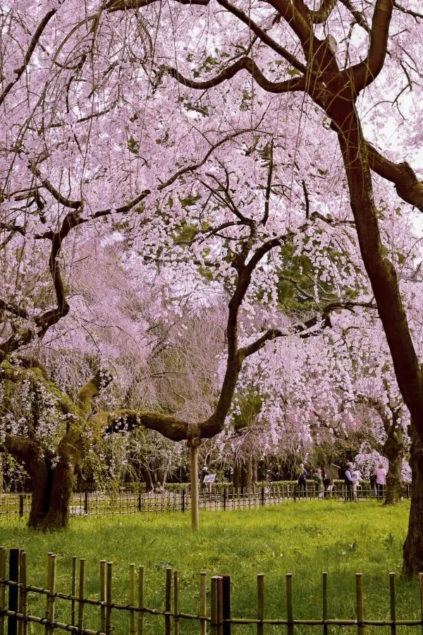 Kyoto and Nara: 4-Day Cherry Blossom Guide 🌸 Detailed Cherry Blossom and Deer Feeding Plan