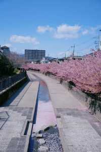 Discover the Cherry Blossom Sea in Kyoto with Direct Metro Access!