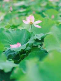 誤入荷花深處🪷杭州免費賞荷採摘地