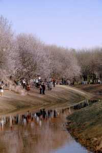 北京賞花攻略，抓住奧森桃花堤的尾巴～