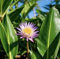 馬爾代夫馬富士島熱帶植物園遊玩攻略
