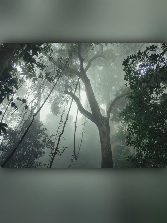昌江小眾景點霸王嶺雨林秘境中的浪漫