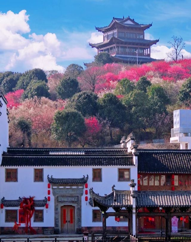 這裡的梅花開成花海