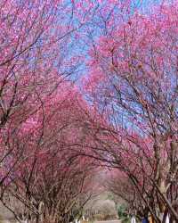 這裡的梅花開成花海