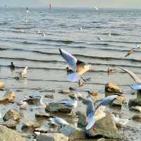 🌊【周末好去處】深圳灣公園觀鳥賞日落攻略 