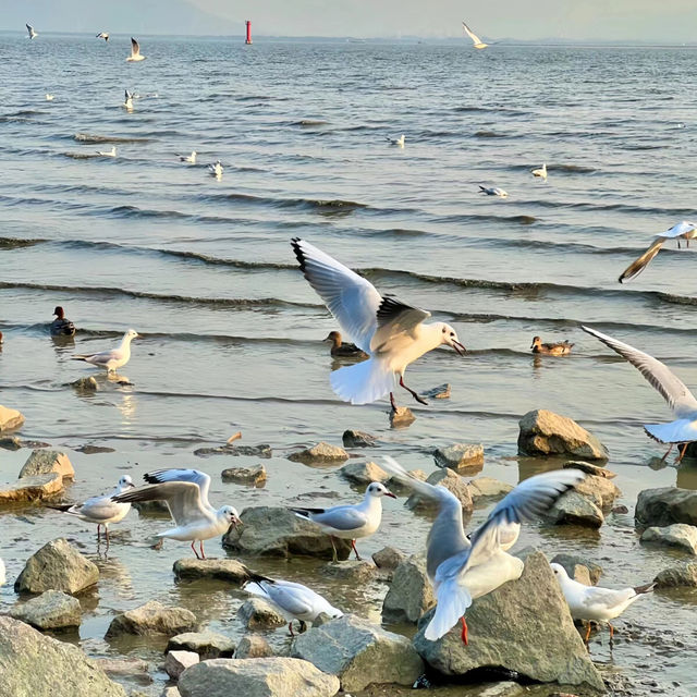 🌊【周末好去處】深圳灣公園觀鳥賞日落攻略 