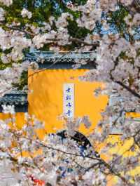 南京雞鳴寺春季賞櫻花攻略