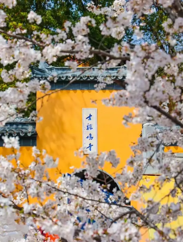 Nanjing Jiming Temple Cherry Blossom Viewing Guide for Spring