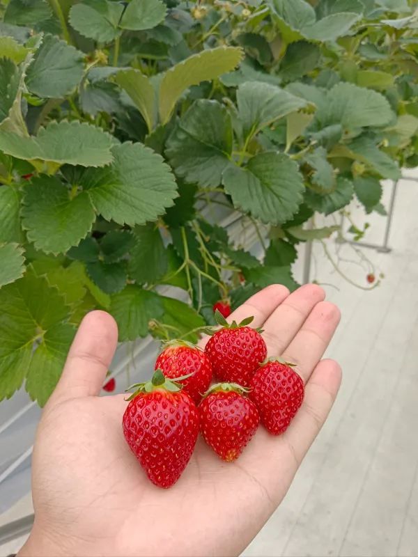 日本の夏のイチゴ