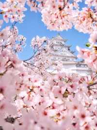 🌸🌸【2025大阪賞櫻攻略】🌸🌸
