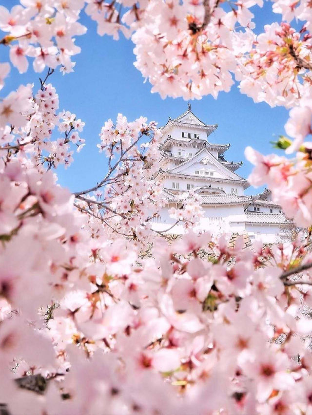 🌸🌸【2025大阪賞櫻攻略】🌸🌸