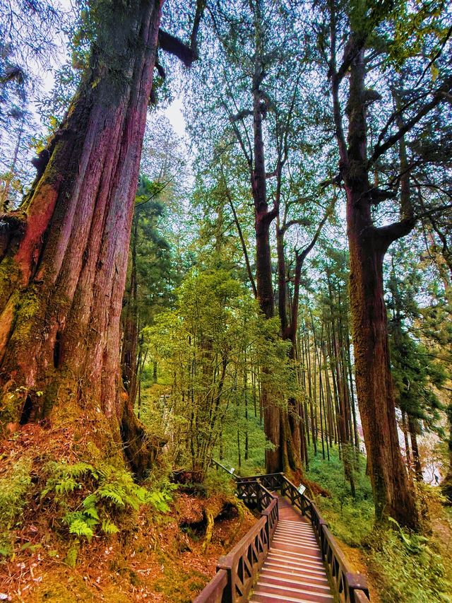 嘩塞！阿里山國家森林遊樂區，森林控必去的夢幻打卡地