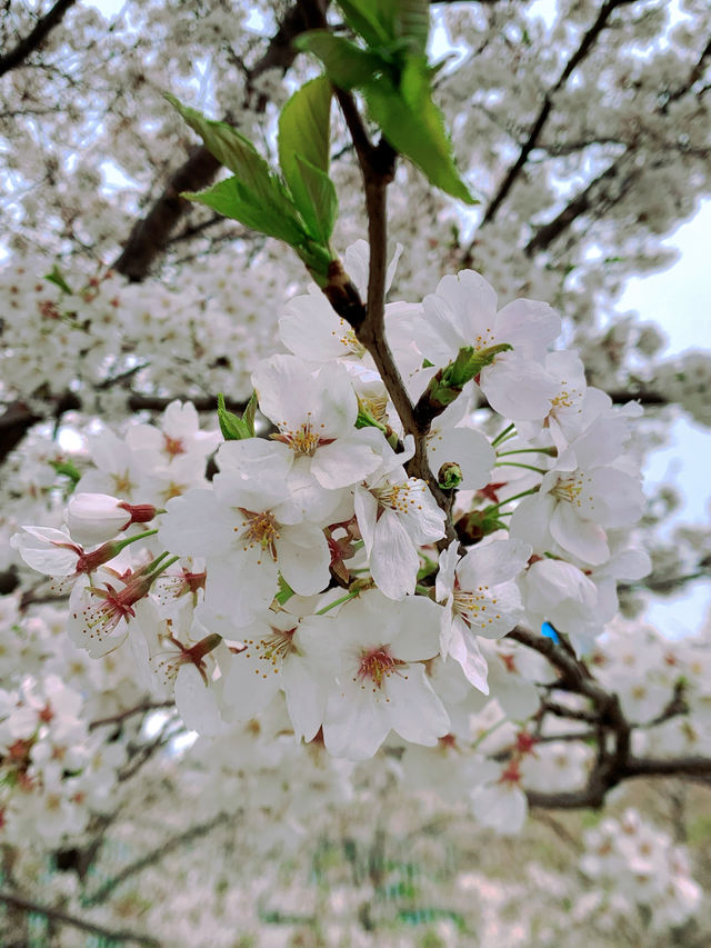 春日賞花🌸 與蘇州桃花來一場浪漫之約！