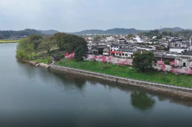 桃花朵朵開！來歙縣共赴一場浪漫春宴~