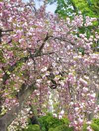 🌸新宿御苑 | 東京櫻花季的夢幻之約🌸