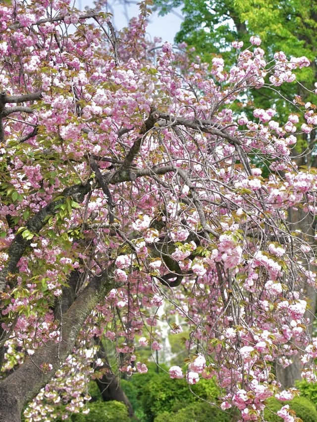 🌸新宿御苑 | 東京櫻花季的夢幻之約🌸