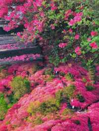 龜峰山杜鵑花海幾時開？最佳觀賞期係幾月？