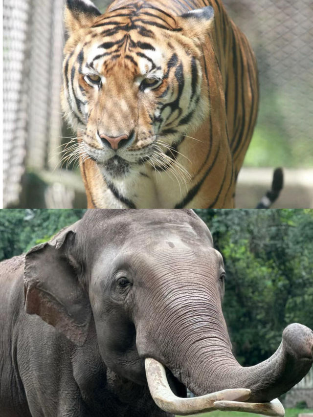 本地人嘅私藏！一篇搞掂重慶動物園嘅超全攻略，睇熊貓、影靚相！