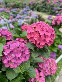 來看花兒啦🌷台灣竹子湖繡球花好漂亮🌺
