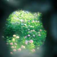 無錫早晨七點的繡球花秘境✨美到不真實❗