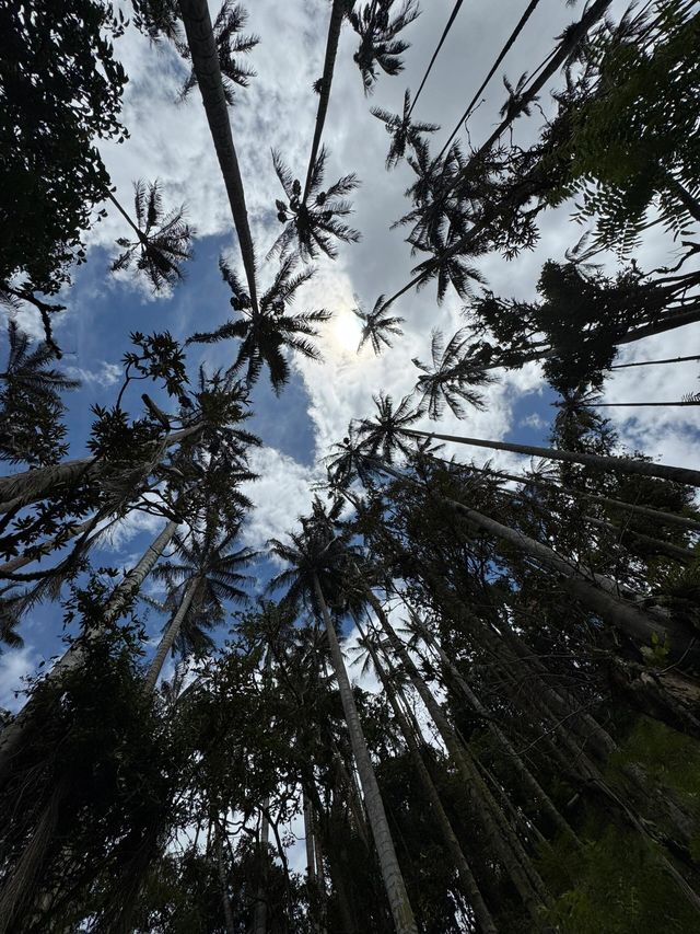 紐約打工人週末出逃計劃！5h直飛魔幻棕櫚森林，美到窒息！