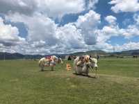 香格里拉旅遊攻略