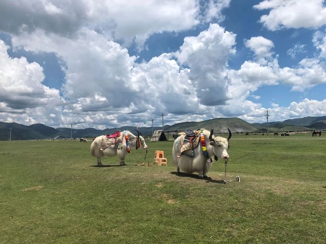 香格里拉旅遊攻略