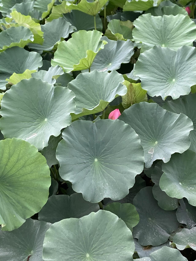 預警！！洛陽上陽宮嘅荷花下週正式開放！！
